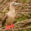 Red-footed Booby